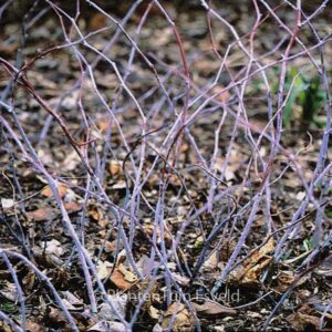 Rubus peltatus
