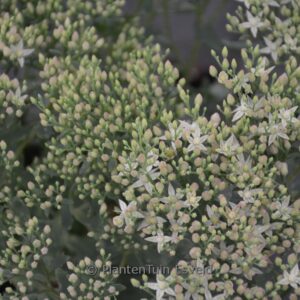 Sedum telephium 'Thunderhead'