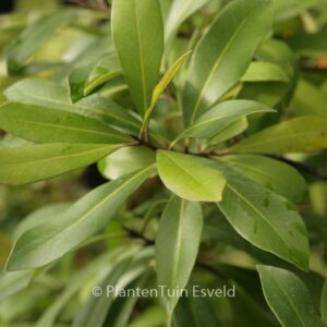 Tristaniopsis laurina