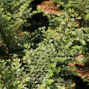 Ulmus parvifolia 'Sagei'