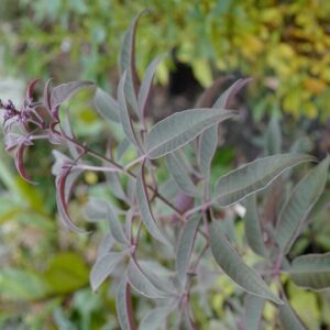 Vitex 'Bailtexone' (FLIP SIDE)