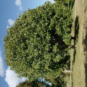 Acer caesium