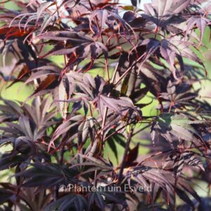 Acer palmatum 'Momiji-gawa'
