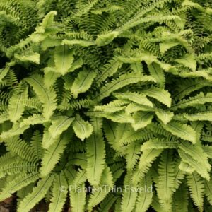 Adiantum pedatum