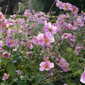 Anemone hybrida 'Rosenschale'