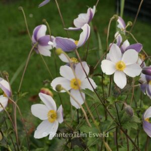 Anemone hybrida 'Wild Swan'