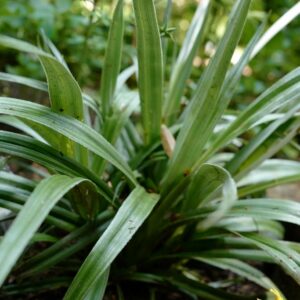 Astelia 'Silver Shadow'