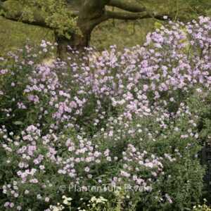Aster laevis 'Calliope'