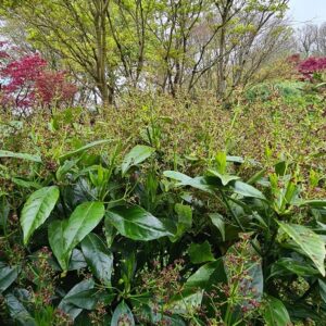 Aucuba japonica