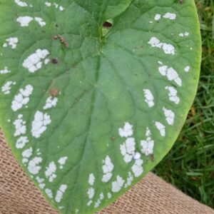 Brunnera macrophylla 'White Zebra'