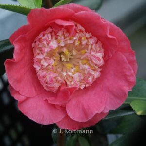 Camellia japonica 'Hi-no-tsuri'