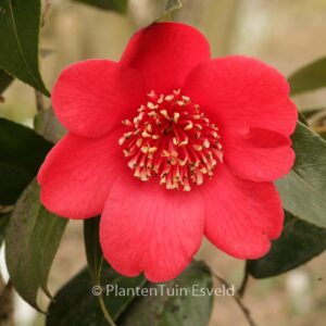 Camellia japonica 'Kimberley'