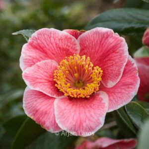 Camellia japonica 'Sanpei-tsubaki'