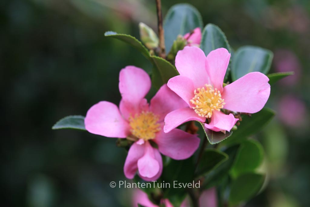 Camellia sasanqua 'Hugh Evans'