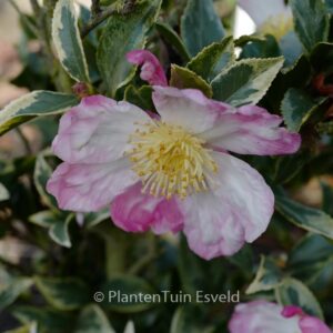 Camellia sasanqua f. variegata