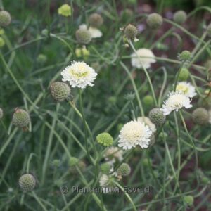 Cephalaria leucantha