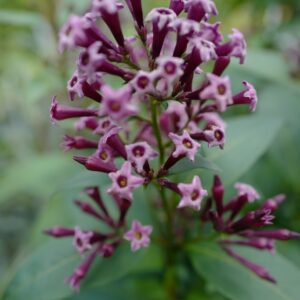 Cestrum x cultum 'Cretan Purple'