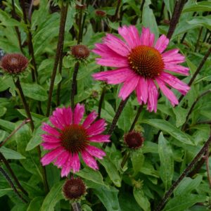 Echinacea purpurea 'Sensation Pink'
