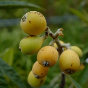 Eriobotrya japonica 'Tanaka'