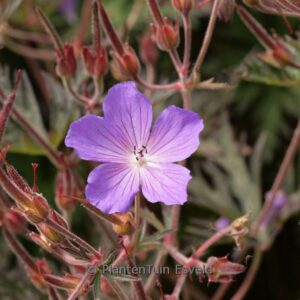 Geranium 'Femme Fatale'