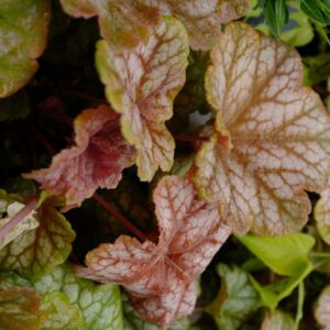 Heuchera 'Changeling'