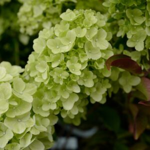 Hydrangea macrophylla 'Couharie' (PETITE CHERRY)