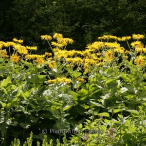 Inula magnifica 'Sonnenstrahl'