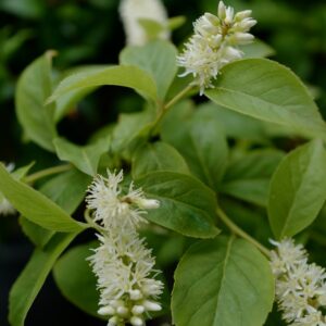 Itea virginica 'Bailteaone' (LOVE CHILD)