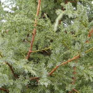 Juniperus bermudiana