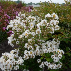 Lagerstroemia indica 'Milabla' (WITH LOVE VIRGIN)