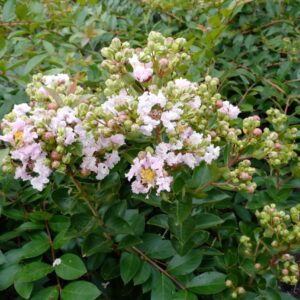 Lagerstroemia indica 'Milaperl' (WITH LOVE BABE)