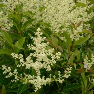 Ligustrum lucidum 'Bokrascreen' (GREEN SCREEN