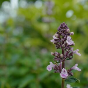 Nepeta sibirica 'Donepserwior' (SERENE WILD ORCHID)
