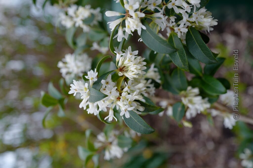 Osmanthus delavayi x decorus