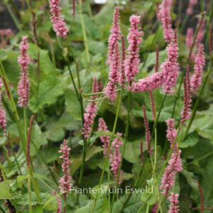 Persicaria amplexicaulis 'Jo and Guido's Form