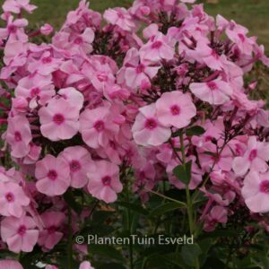 Phlox 'Herbstwalzer'