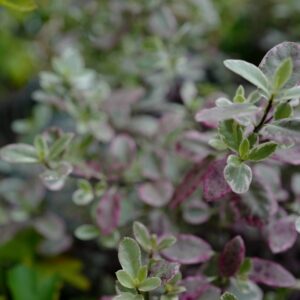 Pittosporum tenuifolium 'Breebay' (BANNOW BAY)