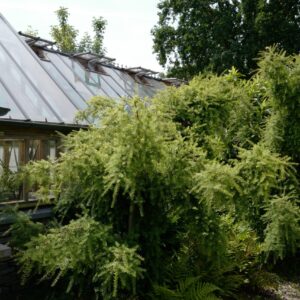 Podocarpus totara 'Pendulus'