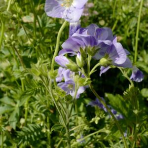 Polemonium caeruleaum 'Northern Lights'