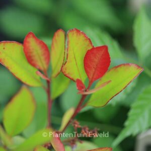 Rhaphiolepis delacourii 'Coates's Crimson'