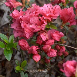 Rhododendron 'Chipmunk' (Azalea)