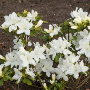 Rhododendron 'Desiree' (Azalea)