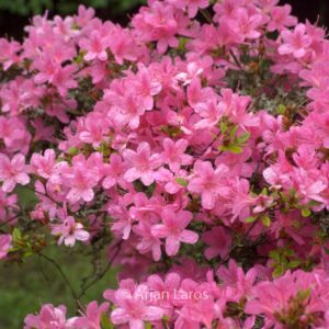 Rhododendron 'Esmeralda' (Azalea)