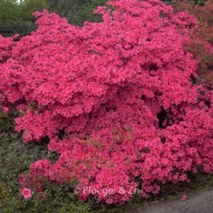 Rhododendron 'Favorite' (Azalea)