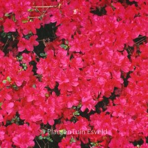 Rhododendron 'Gabriele' (Azalea)