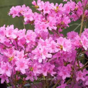 Rhododendron 'Jura' (Azalea)