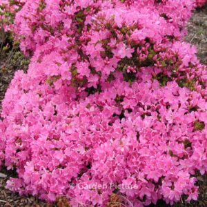 Rhododendron 'Lilac Diamond' (Azalea)