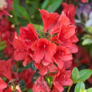 Rhododendron 'Squirrel' (Azalea)