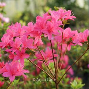Rhododendron 'Victorine Hefting' (Azalea)