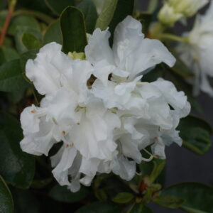 Rhododendron 'White Hope' (Azalea)
